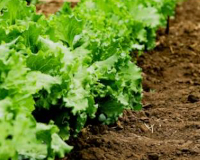 
		Bàsic de producció agrària ecològica
	