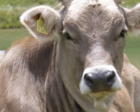 
		Primeres cures veterinàries en ramaderia extensiva
	