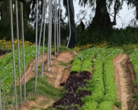 
		Curs per a tècnics responsables de producció integrada
	