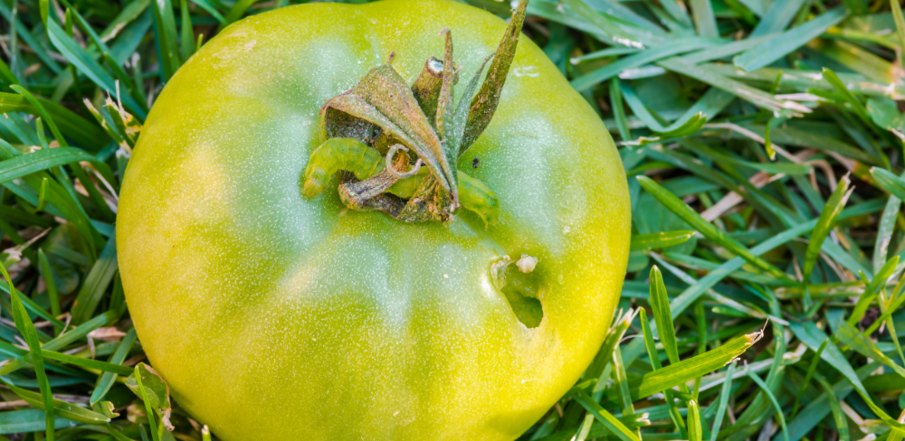 Tomàquet verd afectat pel barrinador o cuc del tomàquet (Helicoverpa armigera), plaga que ataca els fruits dels cultius hortícoles.