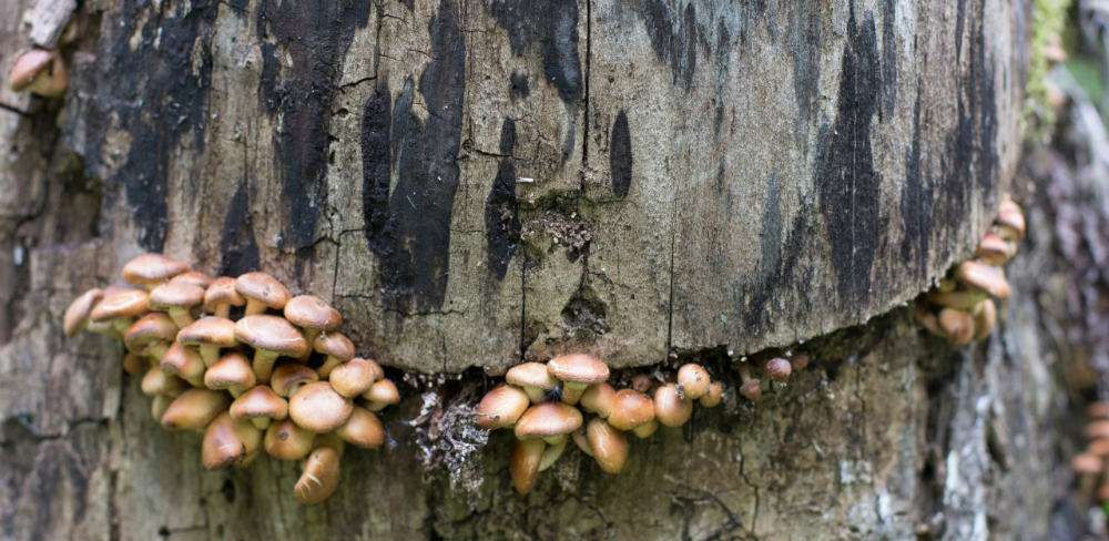 Fongs descomponedors creixent sobre una soca d'arbre, organismes capaços de degradar la fusta de manera biològica sense necessitat de tècniques mecàniques ni productes químics.