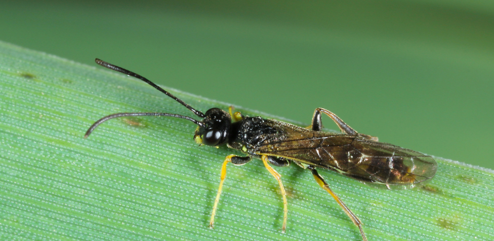 Cephus pygmaeus insecte que afecta principalment l’ordi i el blat
