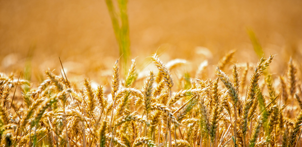 Camp de blat en època de collita, un dels principals cultius del sector,  que aporta el 6,30% de la producció final agrària