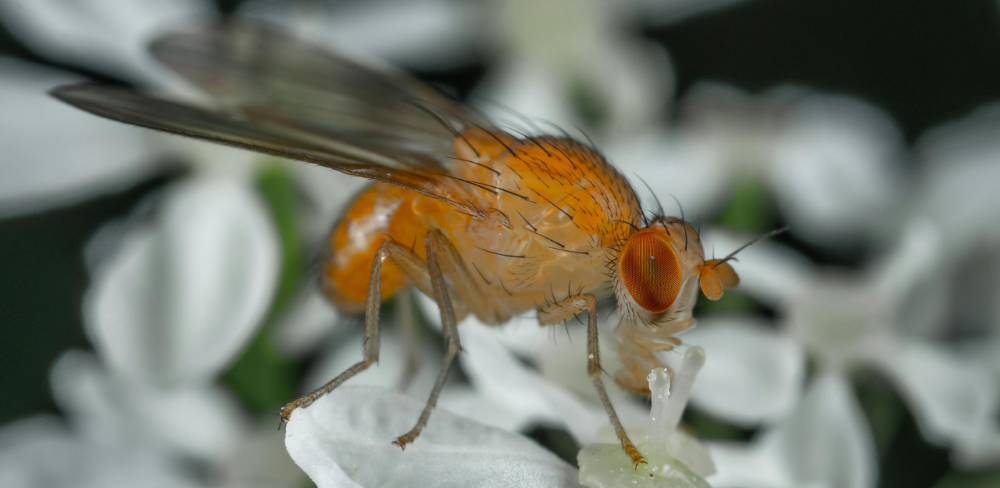 La Drosophila suzukii, pot afectar fruits sans en el moment de la maduració com ara cirera, maduixa, figa, raïm, pruna, albercoc, poma, préssec, caqui i gerds.