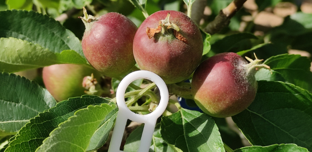 Mesura de fruit (font: IRTA, CC by 4.0)