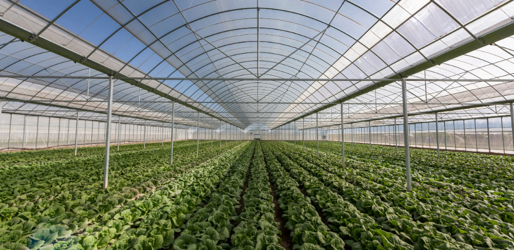 El Pla preveu ajuts per a la implementació d'hivernacles amb tecnologia agrícola avançada