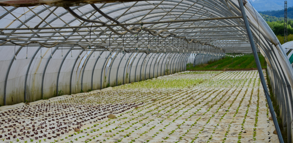 Producció agrària ecològica