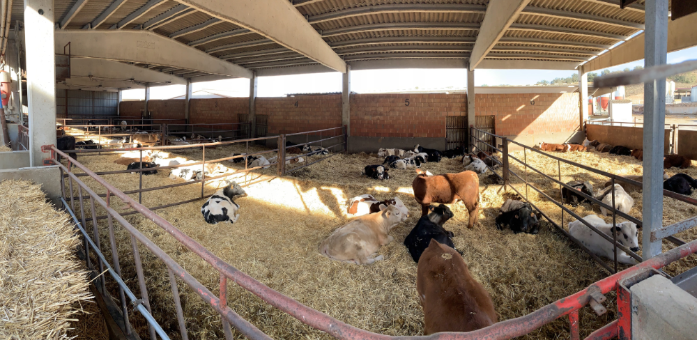 El sistema registra dades sobre l’activitat i la distribució dels animals dins del corral, que s’analitzen per identificar canvis en els patrons de comportament.