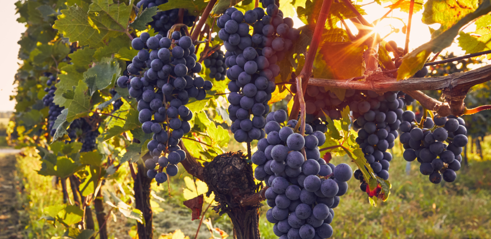 El preu i les condicions de venda del raïm es pacten mitjançant contractes entre viticultors i cellers abans de l'inici de la verema