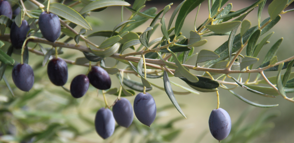 El cultiu d’olivera es concentra principalment a les zones amb Denominacions d’Origen pròpies: Terres de l’Ebre, les Garrigues, l’Empordà i el Camp de Tarragona.