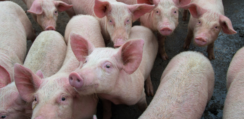 Les explotacions porcines afectades per les restriccions de moviment podran accedir a la línia de préstecs ICF Agroliquiditat