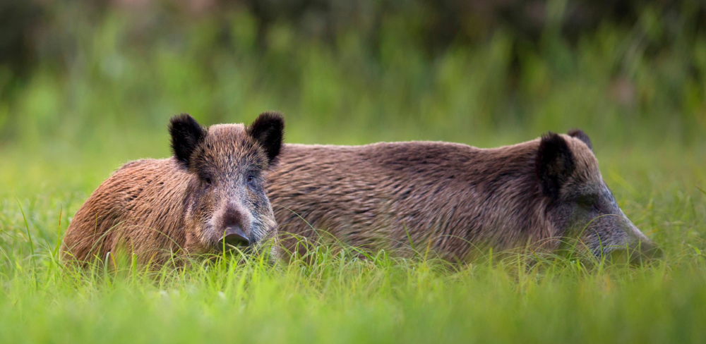 Senglars en un espai natural, una espècie amb densitats creixents que generen danys als cultius i riscos a la seguretat viària