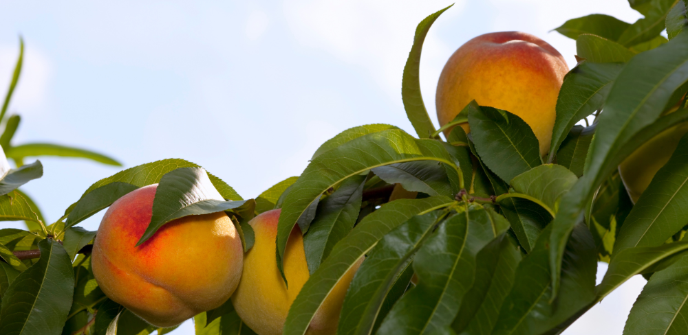 Préssecs en fase de maduració als fruiters de Lleida, la demarcació que concentra el 95% de la producció catalana de fruita de pinyol