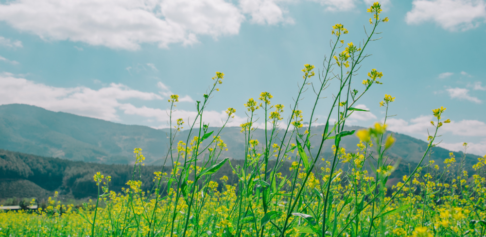 La campanya reunirà centenars d’activitats arreu de Catalunya impulsades per entitats, ajuntaments, escoles i parcs naturals.