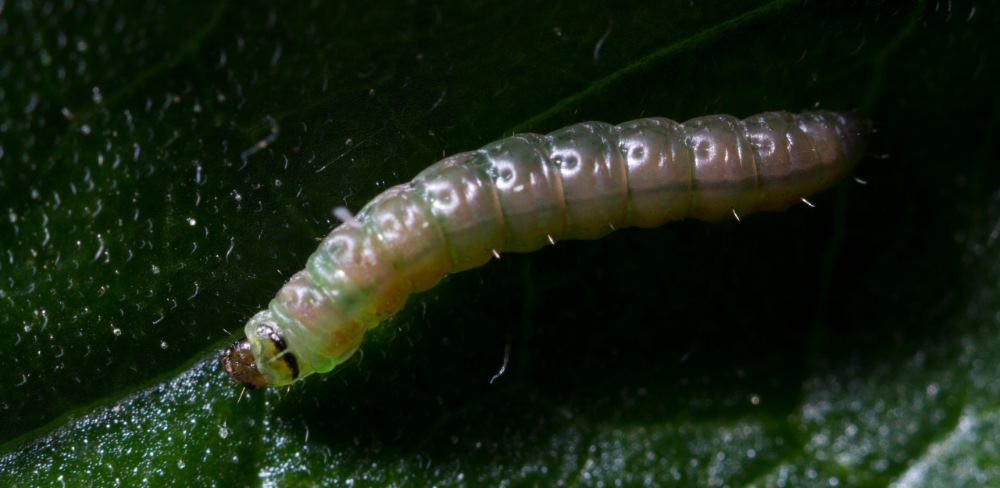 Larva de Tuta absoluta, una de les principals plagues que afecta el cultiu del tomàquet.